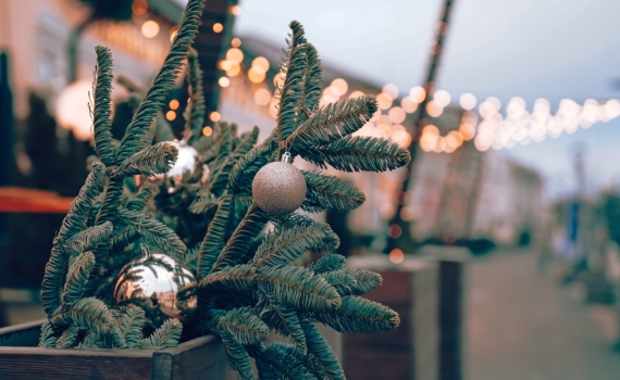 Чтобы елка радовала годы: простая инструкция по выбору без разочарований