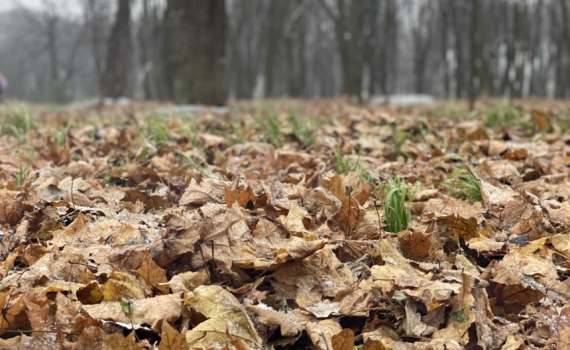 Опавшие листья — не мусор, а доход: 3 вида утилизации помогут саду — успейте до конца ноября