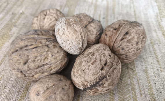 Безотходные грецкие орехи: зачем я всю зиму собираю скорлупу — польза для растений дома и в саду