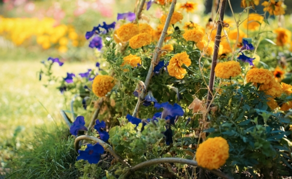 Остались считанные дни: почему нужно успеть посеять бархатцы до конца ноября — 3 причины