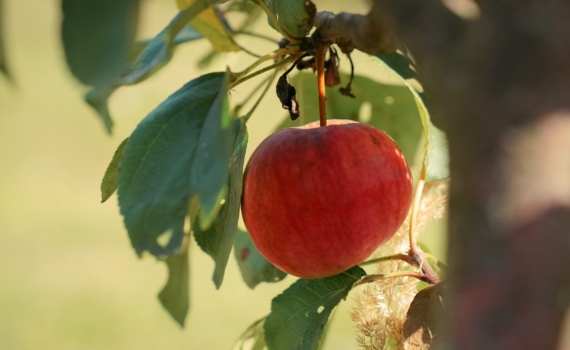 Они уже проснулись и ждут: как не пропустить сроки обработки сада — опередите на шаг вредителей Они уже проснулись и ждут: как не пропустить сроки обработки сада — опередите на шаг вредителей